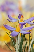 DAVID CARVER CROCUS COLLECTION DEVON: FEBRUARY, FLOWERS, BLOOMS OF CROCUS ADAMII, BULBS