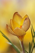 DAVID CARVER CROCUS COLLECTION DEVON: FEBRUARY, FLOWERS, BLOOMS OF CROCUS PAULINAE, BULBS