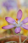DAVID CARVER CROCUS COLLECTION DEVON: FEBRUARY, FLOWERS, BLOOMS OF CROCUS TOMASSINIANUS LEO, BULBS