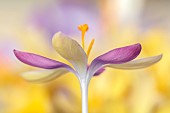 DAVID CARVER CROCUS COLLECTION DEVON: FEBRUARY, FLOWERS, BLOOMS OF CROCUS TOMASSINIANUS LEO, BULBS