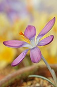 DAVID CARVER CROCUS COLLECTION DEVON: FEBRUARY, FLOWERS, BLOOMS OF CROCUS TOMASSINIANUS LEO, BULBS
