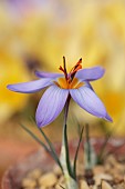 DAVID CARVER CROCUS COLLECTION DEVON: FLOWERS, BLOOMS OF CROCUS SEISUMSIANA, BULBS, FEBRUARY