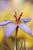 DAVID CARVER CROCUS COLLECTION DEVON: FLOWERS, BLOOMS OF CROCUS SEISUMSIANA, BULBS, FEBRUARY