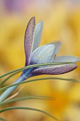 DAVID CARVER CROCUS COLLECTION DEVON: FEBRUARY, FLOWERS, BLOOMS OF CROCUS MICHELSONII, BULBS