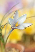 DAVID CARVER CROCUS COLLECTION DEVON: FEBRUARY, FLOWERS, BLOOMS OF CROCUS MICHELSONII, BULBS