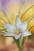 DAVID CARVER CROCUS COLLECTION DEVON: FEBRUARY, FLOWERS, BLOOMS OF CROCUS MICHELSONII, BULBS
