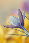 DAVID CARVER CROCUS COLLECTION DEVON: FEBRUARY, FLOWERS, BLOOMS OF CROCUS MICHELSONII, BULBS