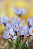 DAVID CARVER CROCUS COLLECTION DEVON: FEBRUARY, FLOWERS, BLOOMS OF CROCUS CYPRIUS, BULBS