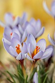 DAVID CARVER CROCUS COLLECTION DEVON: FEBRUARY, FLOWERS, BLOOMS OF CROCUS CYPRIUS, BULBS