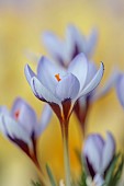 DAVID CARVER CROCUS COLLECTION DEVON: FEBRUARY, FLOWERS, BLOOMS OF CROCUS CYPRIUS, BULBS