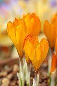 DAVID CARVER CROCUS COLLECTION DEVON: FEBRUARY, FLOWERS, BLOOMS OF CROCUS CVIJICII, BULBS