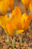 DAVID CARVER CROCUS COLLECTION DEVON: FEBRUARY, FLOWERS, BLOOMS OF CROCUS CVIJICII, BULBS