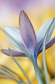 DAVID CARVER CROCUS COLLECTION DEVON: FEBRUARY, FLOWERS, BLOOMS OF CROCUS MICHELSONII, BULBS