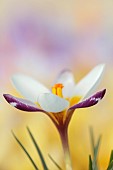 DAVID CARVER CROCUS COLLECTION DEVON: FEBRUARY, FLOWERS, BLOOMS OF CROCUS SIEBERI OMALOS, BULBS