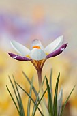 DAVID CARVER CROCUS COLLECTION DEVON: FEBRUARY, FLOWERS, BLOOMS OF CROCUS SIEBERI OMALOS, BULBS