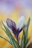 DAVID CARVER CROCUS COLLECTION DEVON: FEBRUARY, FLOWERS, BLOOMS OF CROCUS KOROLKOWII SNOW TIGER, BULBS