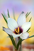 DAVID CARVER CROCUS COLLECTION DEVON: FEBRUARY, FLOWERS, BLOOMS OF CROCUS KOROLKOWII SNOW TIGER, BULBS