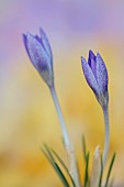 DAVID CARVER CROCUS COLLECTION DEVON: FEBRUARY, FLOWERS, BLOOMS OF CROCUS ZETTERLUNDII, BULBS
