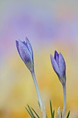 DAVID CARVER CROCUS COLLECTION DEVON: FEBRUARY, FLOWERS, BLOOMS OF CROCUS ZETTERLUNDII, BULBS