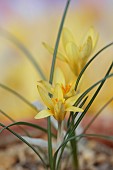 DAVID CARVER CROCUS COLLECTION DEVON: FEBRUARY, FLOWERS, BLOOMS OF CROCUS DANFORDIAE, BULBS