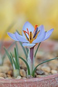 DAVID CARVER CROCUS COLLECTION DEVON: FEBRUARY, FLOWERS, BLOOMS OF CROCUS SEISUMSIANA, BULBS