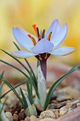 DAVID CARVER CROCUS COLLECTION DEVON: FEBRUARY, FLOWERS, BLOOMS OF CROCUS SEISUMSIANA, BULBS