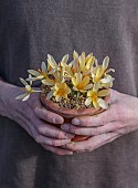 DAVID CARVER CROCUS COLLECTION DEVON: FEBRUARY, DAVID CARVER HOLDS TERRACOTTA CONTAINER WITH FLOWERS, BLOOMS OF CROCUS MIDAS TOUCH, BULBS