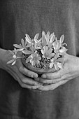 DAVID CARVER CROCUS COLLECTION DEVON: FEBRUARY, DAVID CARVER HOLDS TERRACOTTA CONTAINER WITH FLOWERS, BLOOMS OF CROCUS MIDAS TOUCH, BULBS, BLACK AND WHITE