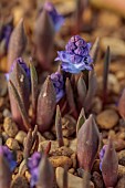 DAVID CARVER NATIONAL COLLECTION OF HYACINTHELLA, DEVON: FEBRUARY, PURPLE FLOWERS, BLOOMS OF HYACINTHELLA HELDREICHII, BULBS