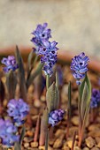 DAVID CARVER NATIONAL COLLECTION OF HYACINTHELLA, DEVON: FEBRUARY, PURPLE FLOWERS, BLOOMS OF HYACINTHELLA HELDREICHII, BULBS