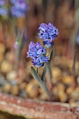 DAVID CARVER NATIONAL COLLECTION OF HYACINTHELLA, DEVON: FEBRUARY, PURPLE FLOWERS, BLOOMS OF HYACINTHELLA HELDREICHII, BULBS