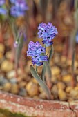 DAVID CARVER NATIONAL COLLECTION OF HYACINTHELLA, DEVON: FEBRUARY, PURPLE FLOWERS, BLOOMS OF HYACINTHELLA HELDREICHII, BULBS