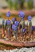 DAVID CARVER NATIONAL COLLECTION OF HYACINTHELLA, DEVON: FEBRUARY, PURPLE FLOWERS, BLOOMS OF HYACINTHELLA HELDREICHII, BULBS