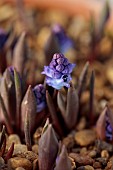 DAVID CARVER NATIONAL COLLECTION OF HYACINTHELLA, DEVON: FEBRUARY, PURPLE FLOWERS, BLOOMS OF HYACINTHELLA HELDREICHII, BULBS