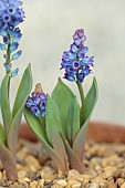 DAVID CARVER NATIONAL COLLECTION OF HYACINTHELLA, DEVON: FEBRUARY, PURPLE FLOWERS, BLOOMS OF HYACINTHELLA CAMPANULATA, BULBS