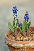 DAVID CARVER NATIONAL COLLECTION OF HYACINTHELLA, DEVON: FEBRUARY, PURPLE FLOWERS, BLOOMS OF HYACINTHELLA CAMPANULATA, BULBS