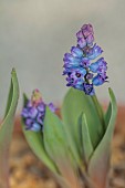 DAVID CARVER NATIONAL COLLECTION OF HYACINTHELLA, DEVON: FEBRUARY, PURPLE FLOWERS, BLOOMS OF HYACINTHELLA CAMPANULATA, BULBS