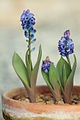 DAVID CARVER NATIONAL COLLECTION OF HYACINTHELLA, DEVON: FEBRUARY, PURPLE FLOWERS, BLOOMS OF HYACINTHELLA CAMPANULATA, BULBS
