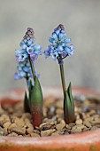 DAVID CARVER NATIONAL COLLECTION OF HYACINTHELLA, DEVON: FEBRUARY, PURPLE FLOWERS, BLOOMS OF HYACINTHELLA LEUCOPHAEA, BULBS
