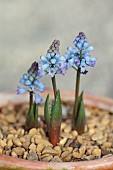 DAVID CARVER NATIONAL COLLECTION OF HYACINTHELLA, DEVON: FEBRUARY, PURPLE FLOWERS, BLOOMS OF HYACINTHELLA LEUCOPHAEA, BULBS