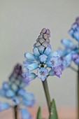 DAVID CARVER NATIONAL COLLECTION OF HYACINTHELLA, DEVON: FEBRUARY, PURPLE FLOWERS, BLOOMS OF HYACINTHELLA LEUCOPHAEA, BULBS