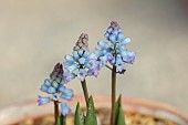 DAVID CARVER NATIONAL COLLECTION OF HYACINTHELLA, DEVON: FEBRUARY, PURPLE FLOWERS, BLOOMS OF HYACINTHELLA LEUCOPHAEA, BULBS