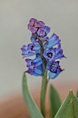 DAVID CARVER NATIONAL COLLECTION OF HYACINTHELLA, DEVON: FEBRUARY, PURPLE FLOWERS, BLOOMS OF HYACINTHELLA CAMPANULATA, BULBS