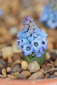 DAVID CARVER NATIONAL COLLECTION OF HYACINTHELLA, DEVON: FEBRUARY, BLUE FLOWERS, BLOOMS OF HYACINTHELLA PALLENS, BULBS