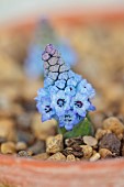DAVID CARVER NATIONAL COLLECTION OF HYACINTHELLA, DEVON: FEBRUARY, BLUE FLOWERS, BLOOMS OF HYACINTHELLA PALLENS, BULBS