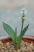 DAVID CARVER NATIONAL COLLECTION OF HYACINTHELLA, DEVON: FEBRUARY, PURPLE FLOWERS, BLOOMS OF HYACINTHELLA GLABRESCENS WHITE FORM, BULBS