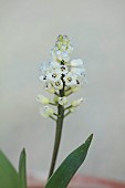 DAVID CARVER NATIONAL COLLECTION OF HYACINTHELLA, DEVON: FEBRUARY, PURPLE FLOWERS, BLOOMS OF HYACINTHELLA GLABRESCENS WHITE FORM, BULBS