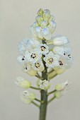 DAVID CARVER NATIONAL COLLECTION OF HYACINTHELLA, DEVON: FEBRUARY, PURPLE FLOWERS, BLOOMS OF HYACINTHELLA GLABRESCENS WHITE FORM, BULBS