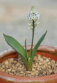 DAVID CARVER NATIONAL COLLECTION OF HYACINTHELLA, DEVON: FEBRUARY, PURPLE FLOWERS, BLOOMS OF HYACINTHELLA GLABRESCENS WHITE FORM, BULBS