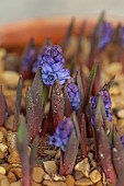 DAVID CARVER NATIONAL COLLECTION OF HYACINTHELLA, DEVON: FEBRUARY, PURPLE FLOWERS, BLOOMS OF HYACINTHELLA HELDREICHII, BULBS